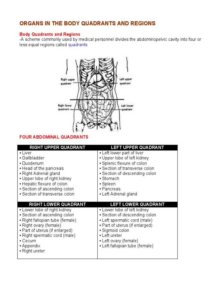 Organs in the Body Quadrants and Regions