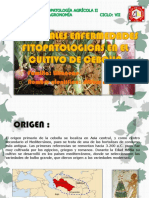 principalesenfermedadesenelcultivodelacebolla-130419140544-phpapp02 (1).pdf