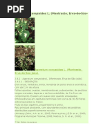 Ageratum Conyzoides L