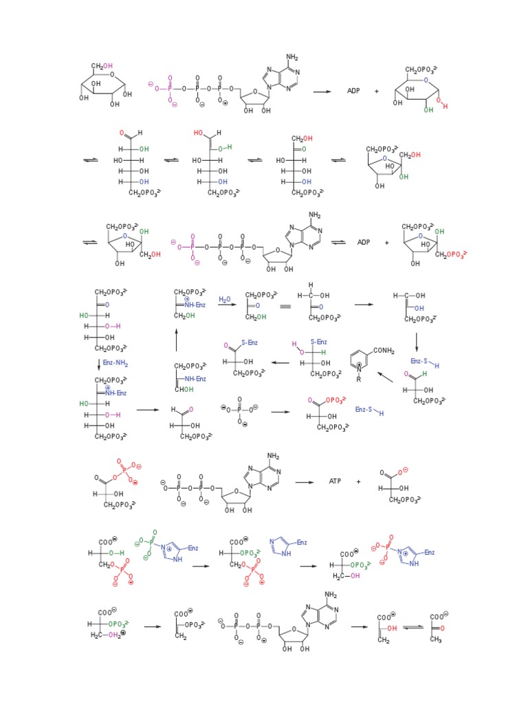 CHEM 2223B - Glycolysis Worksheet