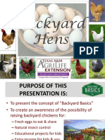 Backyard Basics Chickens