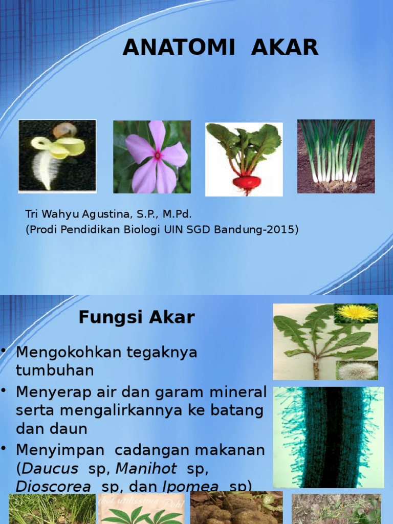 39+ Modifikasi Akar Adventif Images