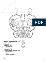 1. Sjukdoms- o läkemedelsrelaterad neuroanatomi.pdf