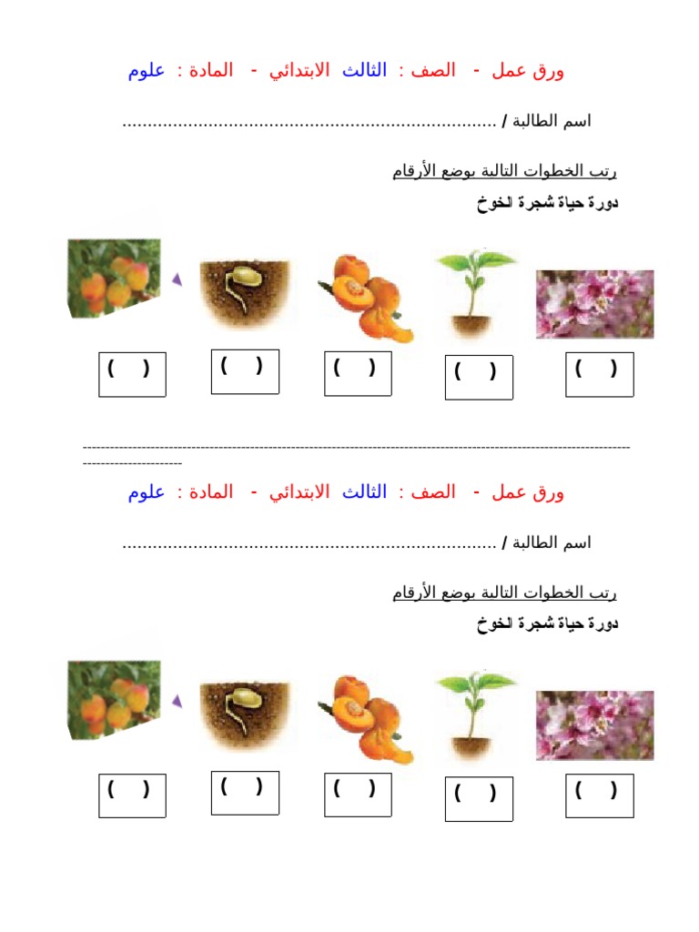 دورة حياة نبات الخوخ