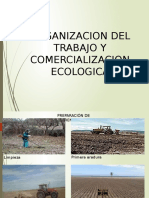 Organizacion Del Trabajp y Comercializacion Ecologica