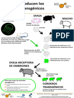 Esquema Ovejas Trasngénicas