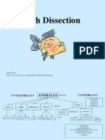 Sp06 Fish Dissection