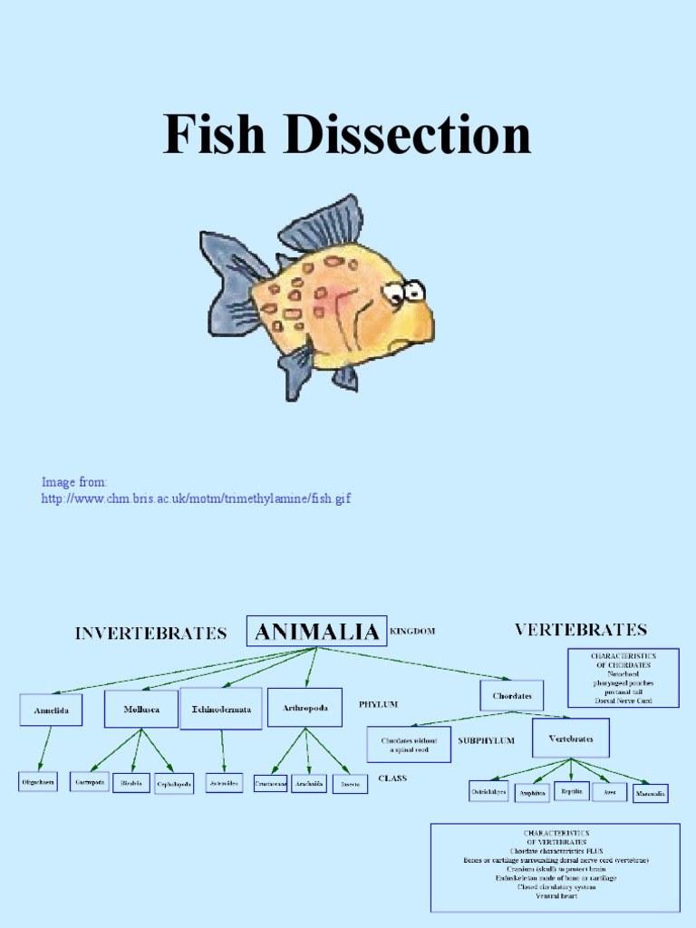 Sp06 Fish Dissection Digestion Vertebrates