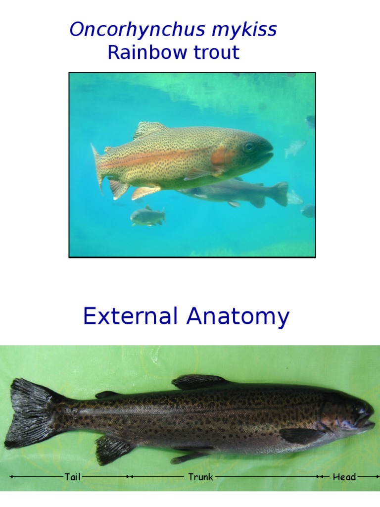 Trout Dissection PDF Stomach Digestion