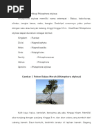 Download Taksonomi Dan Morfologi Rhizophora Stylosa by Fawwaz Muhammad Fauzi SN335070556 doc pdf