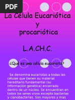 Celulas Eucariotas y Procarotas