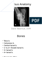 Tarsus Anatomy: Dane Tatarniuk, DVM