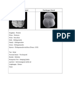 Foraminifera Planktonik