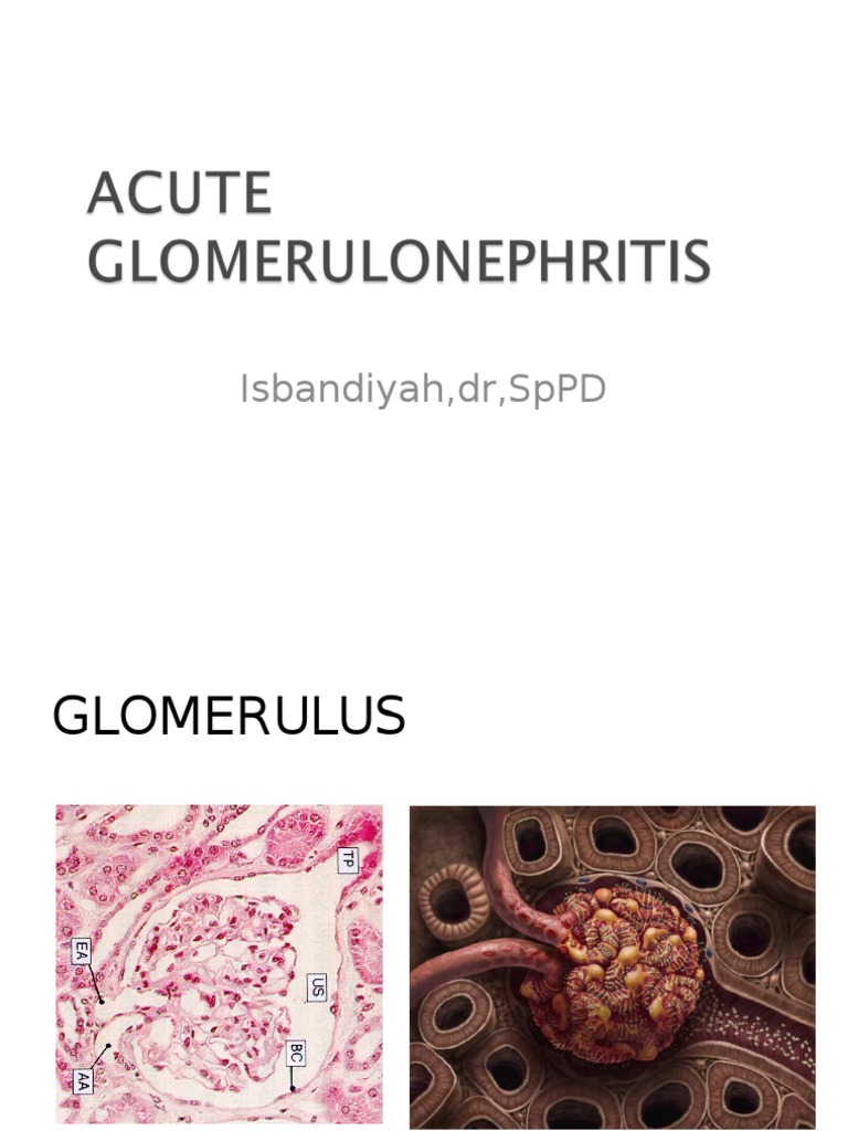 Glomerulonephritis | PDF | Organ (Anatomy) | Medical Specialties