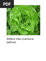 Alface Lisa