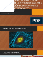 huso_mitotico_envol_nuclear.pptx