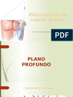 Muculos Gluteo y Arterias