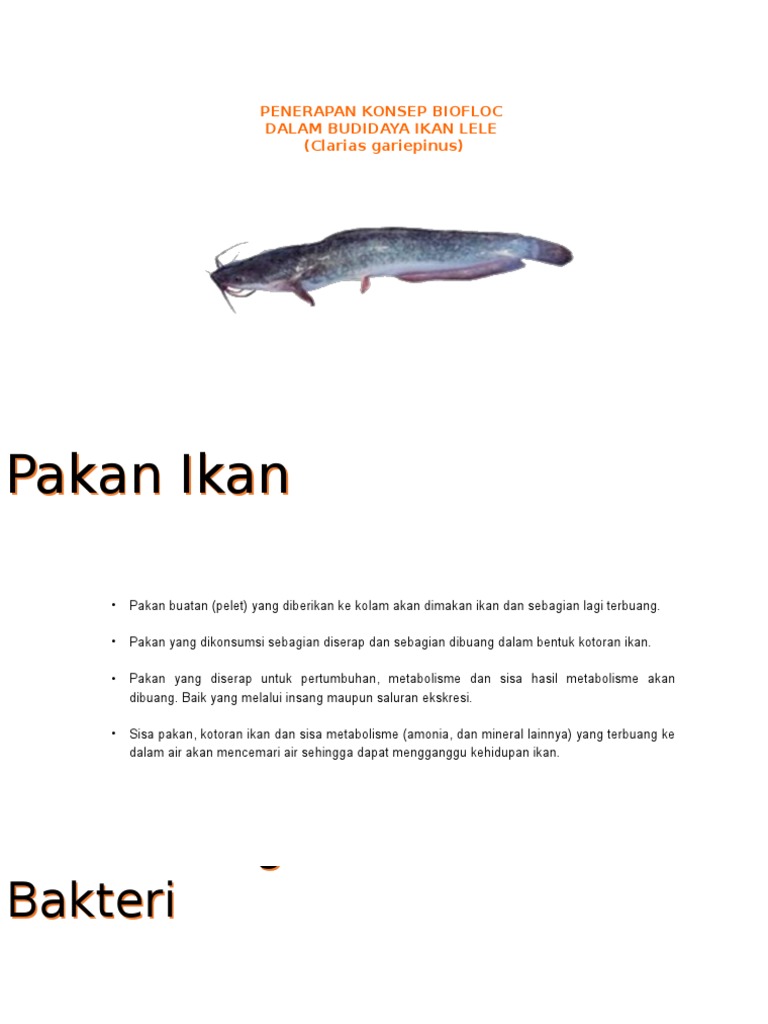 Penerapan Konsep Biofloc Helpo