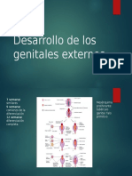 Desarrollo de Los Genitales Externos