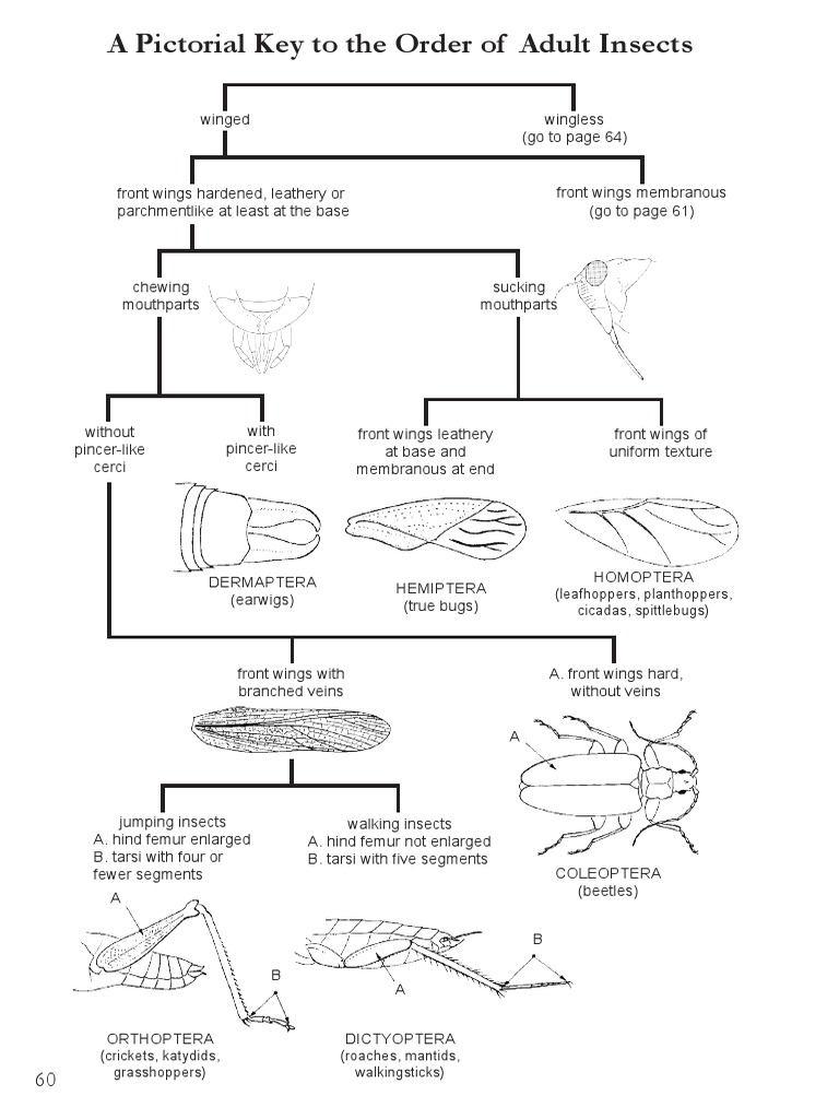 Insects Identification Key PDF | Download Free PDF | Fly | Insects