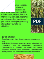 Exposicion Del Maiz