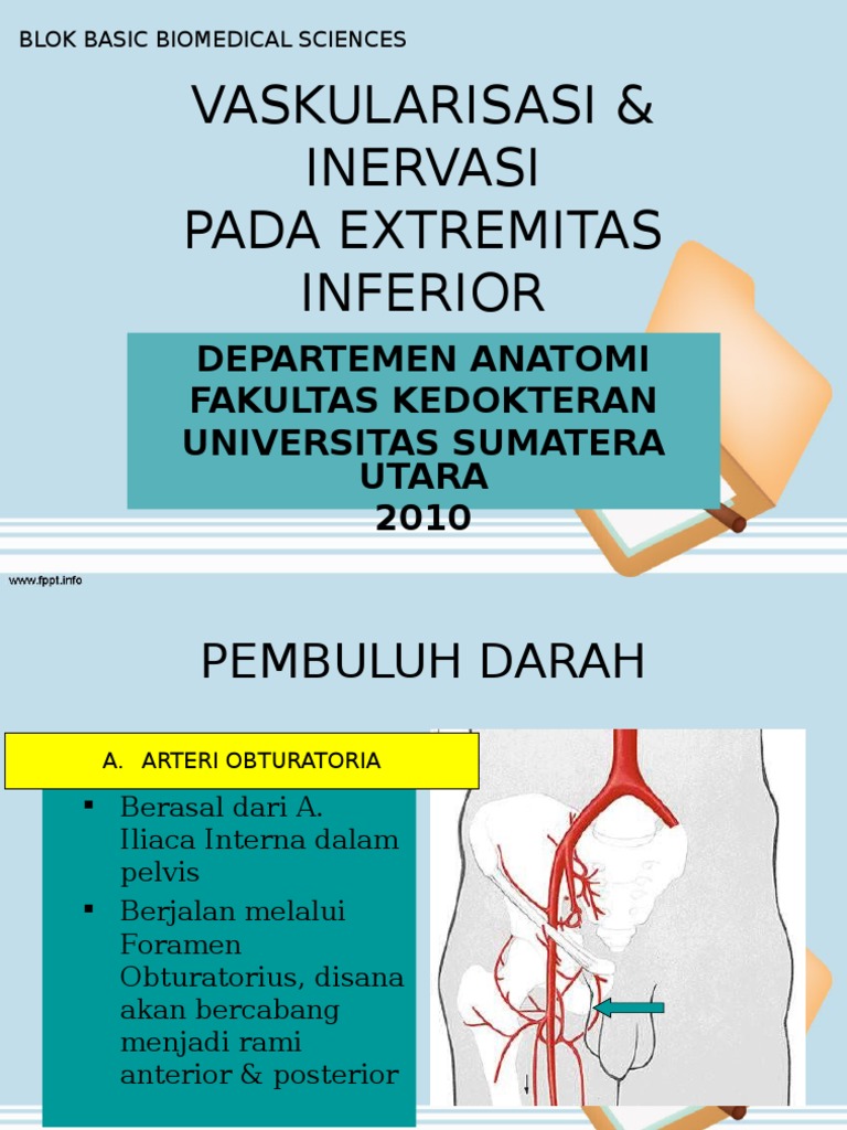 Vask Inerv Extremitas Inferior | PDF