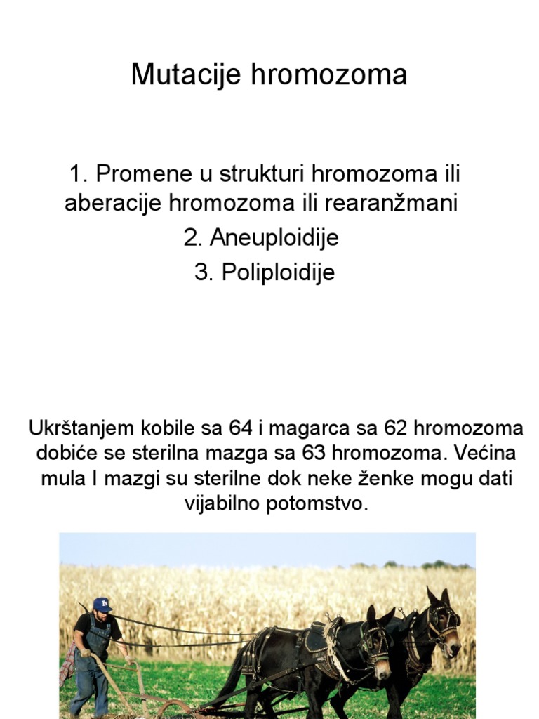 12.varijabilnost Homozoma | PDF
