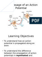 10.4 Passage of An Action Potential 1