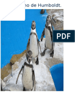 Mi Pingüino de HumboldtB JULITO