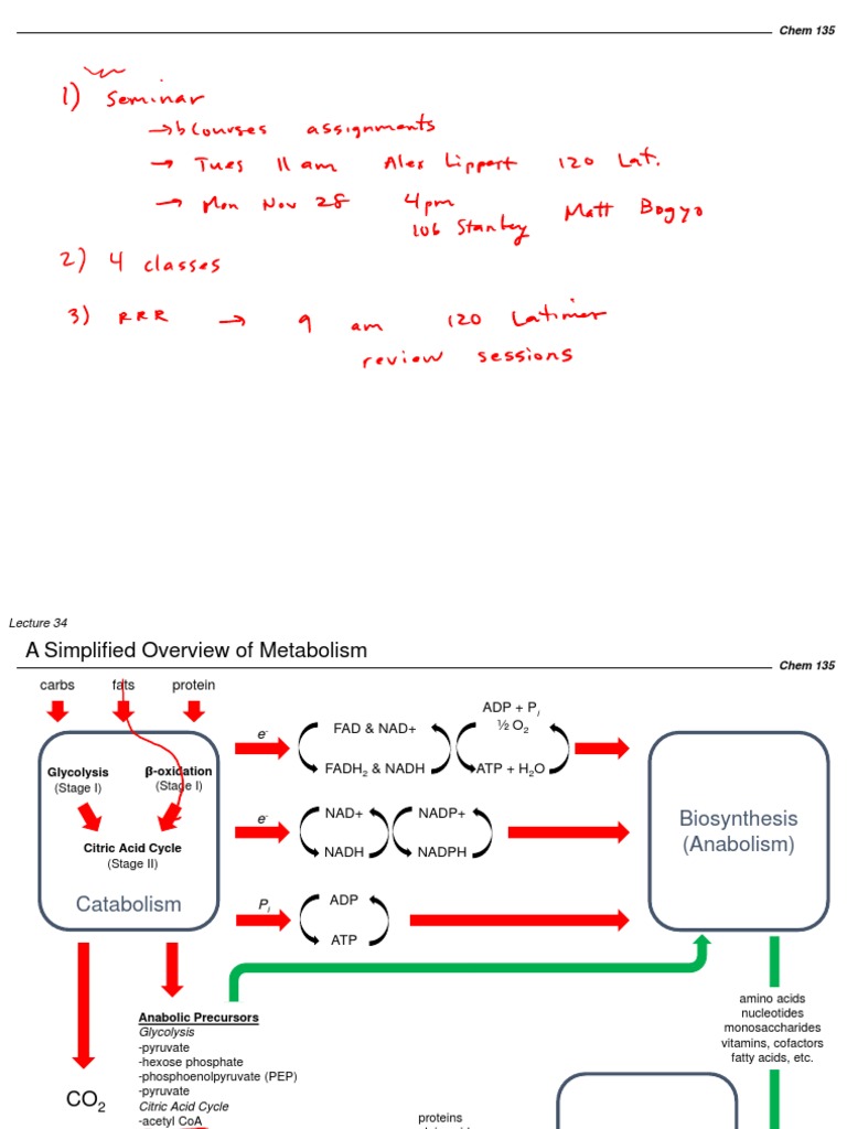 Overview of Fatty Acid Metabolism | PDF | Citric Acid Cycle | Diet ...