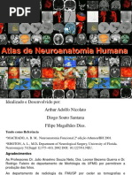 01- Sulcos, Giros, Estruturas e Tronco Encefálico