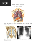 Anatomia Do Torax