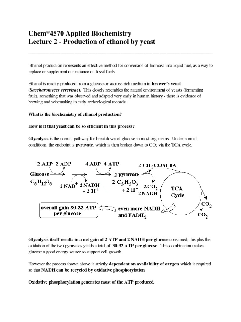 Ethanol Production From Yeast Pyruvic Acid Glycolysis