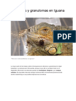 Abscesos y Granulomas en Iguana