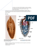 Fascilasis 1