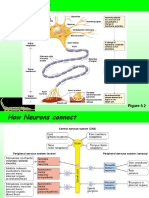 Synapses