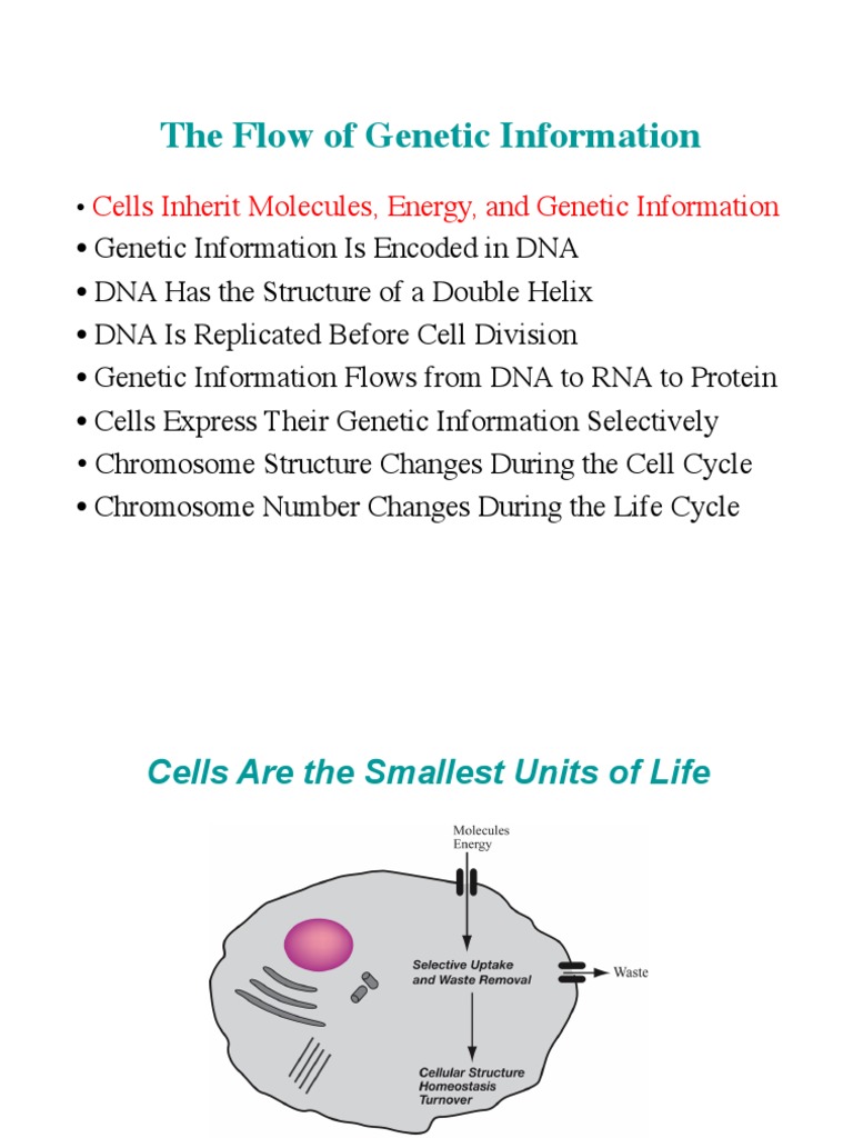 Flow of Genetic Information in Cells | PDF | Dna | Genetics