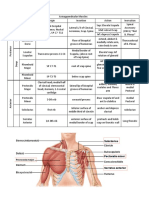 Posterior Muscle Groups