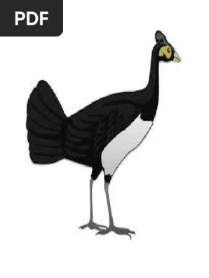 550 Koleksi Sketsa Gambar Burung Maleo HD