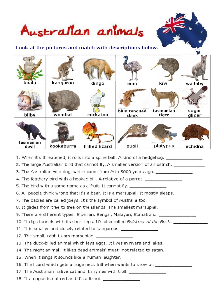 Australian Animals Matching Quiz | PDF | Marsupials | Australia