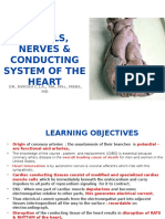 Vessels Nerves and Conducting System of