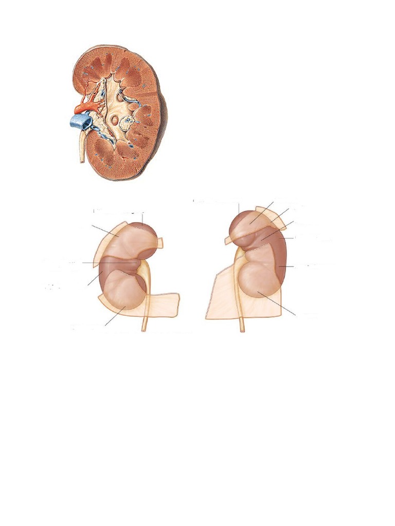 Gambar Anatomi Urogenital Biology Diagrams