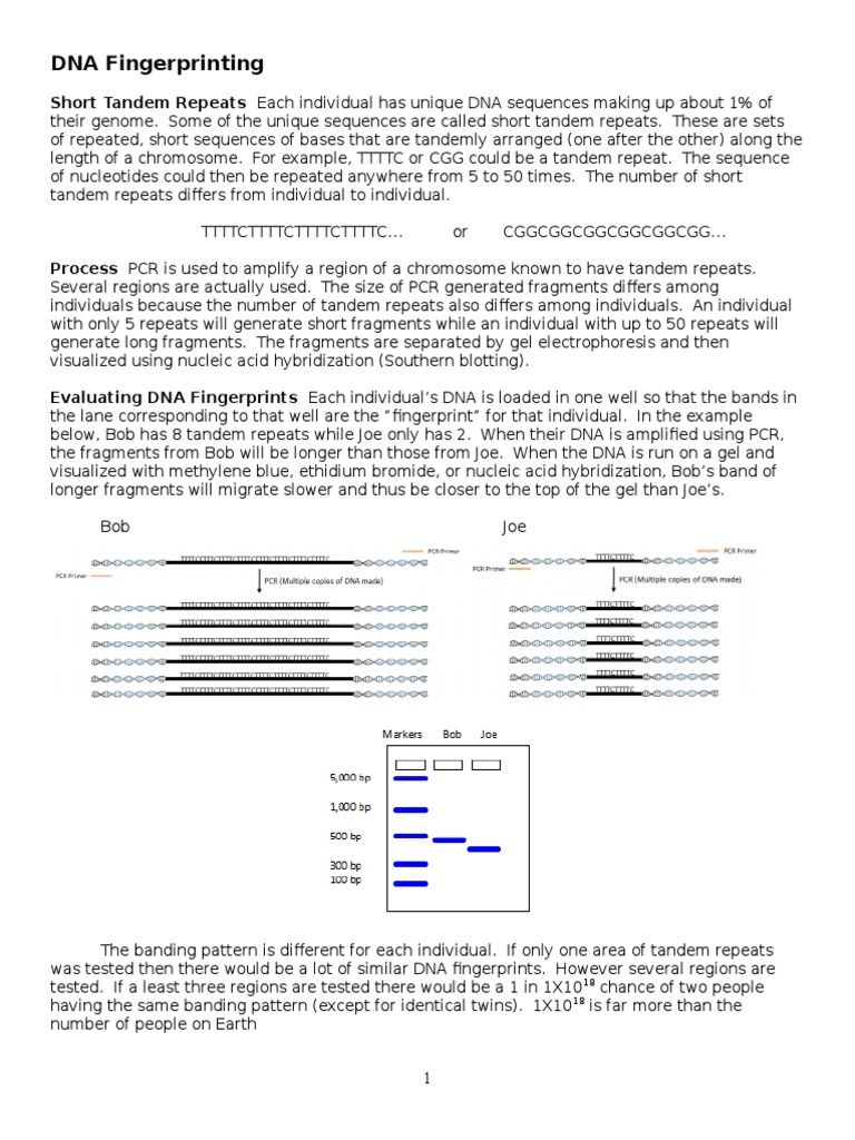 Worksheets Dna Fingerprinting Worksheet bio lab 23 dna finger printing profiling gel electrophoresis