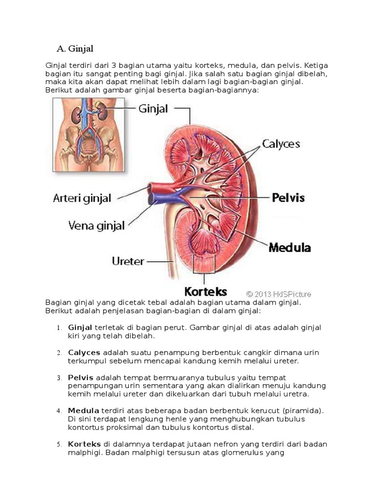 Download 810 Koleksi Gambar Ginjal Fungsi Dan Bagiannya Terbaru 