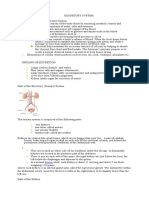 EXCRETORY SYSTEMhandout.docx