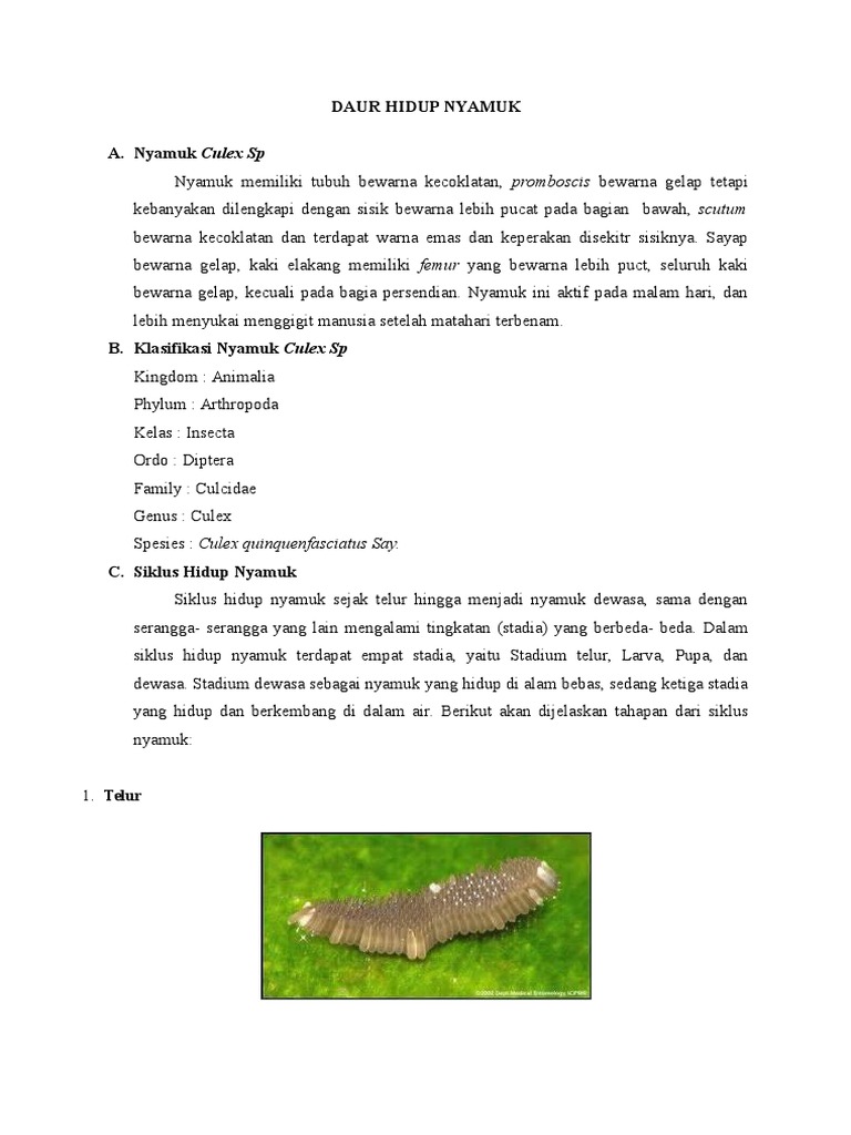 Daur Hidup Nyamuk Haunted Chester