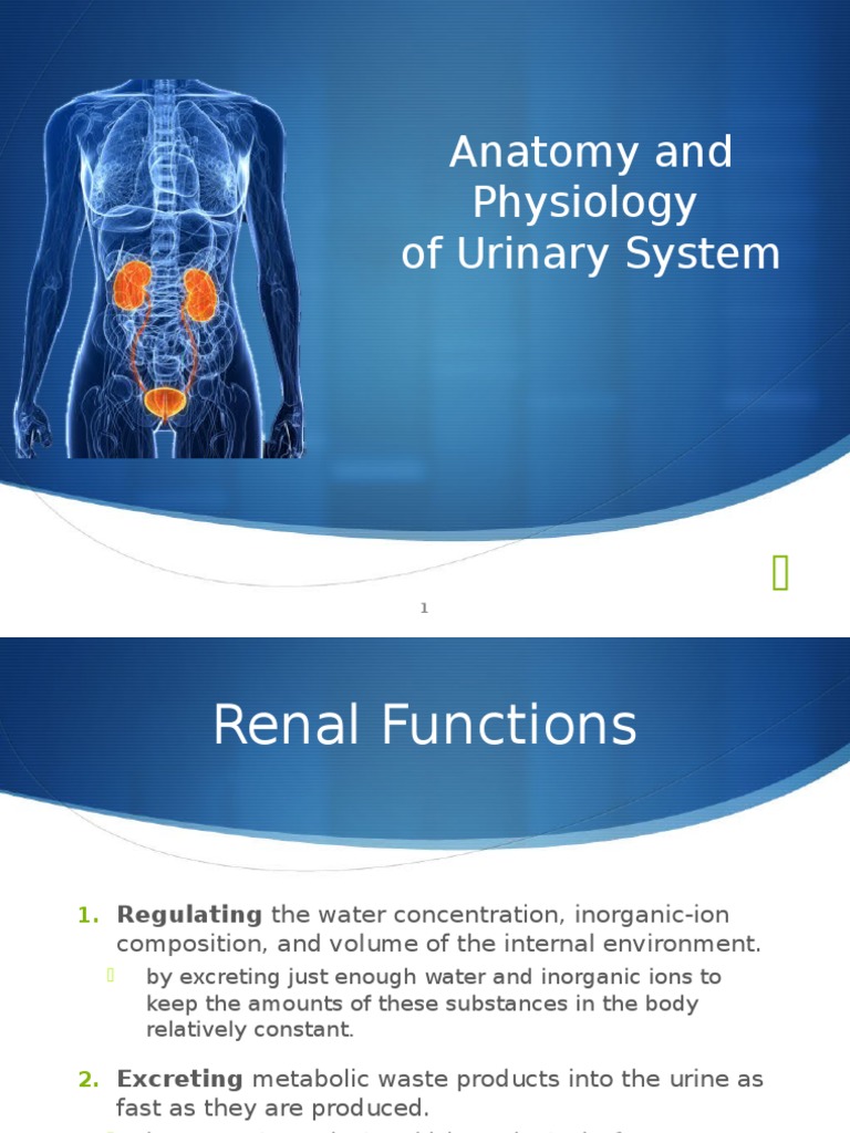 Anatomy and Physiology of Urinary System | PDF | Kidney | Human Anatomy
