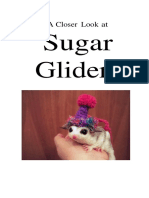 Sugar Glider Booklet 1