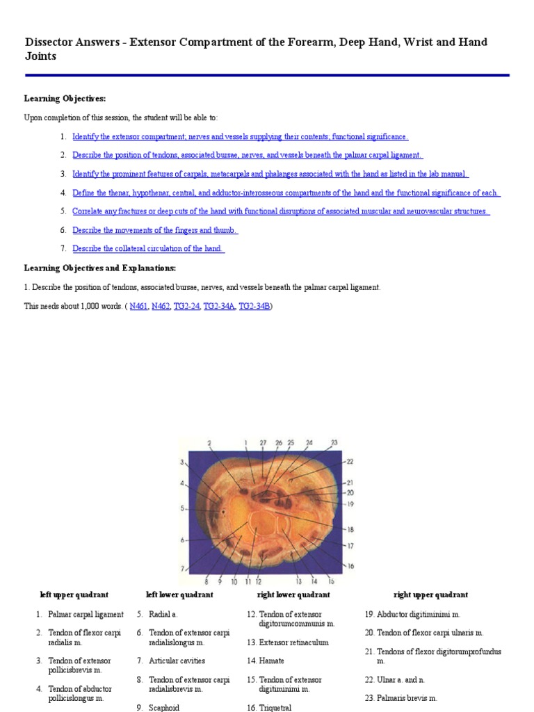 Extensor Compartment Anatomy Guide | PDF | Thumb | Hand