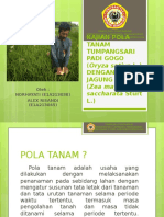 Kajian Pola Tanam Tumpangsari Padi Gogo (Oryza